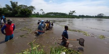 Warga sedang mencari ikan mabuk di Sungai Brantas, Desa Tapan, Kecamatan Kedungwaru, Tulungagung. Foto: Bacaini/Setiawan