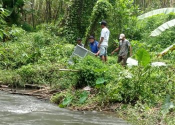 Buaya Berkeliaran di Sungai Gegerkan Warga Desa Janti