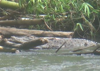 Muncul Lagi, Buaya Berjemur Malah Jadi Tontonan Warga