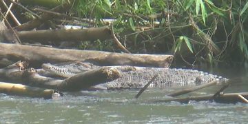 Buaya di sungai Dusun Janti kembali muncul dan terlihat jelas. Foto: Bacaini/Novira