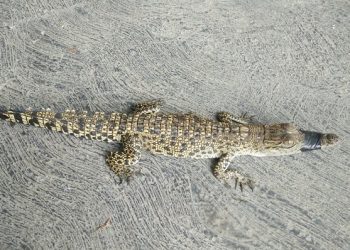 Geger Anak Buaya Berjemur di Kanal Sungai Brantas