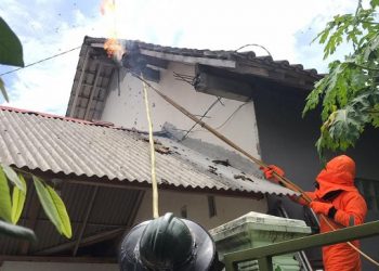 Bikin Merinding, Sarang Tawon Vespa Bermunculan di Tulungagung