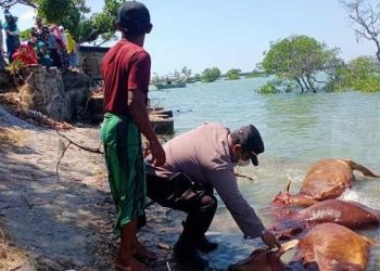 Puluhan Bangkai Sapi Terdampar di Pantai Camplong Sampang