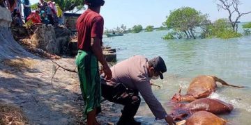 Lokasi penemuan puluhan sapi mati jadi tontonan warga setempat. Foto: Bacaini/Rusdi