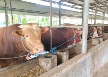 Hewan Ternak di Kediri Dipastikan Aman dari Penyakit Kuku Mulut