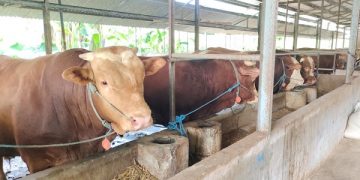 Sapi menjadi salah satu hewan ternak yang rentan wabah PMK. Foto: Bacaini/AK.Jatmiko