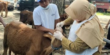 Petugas DKPP melakukan pemeriksaan hewan di pasar hewan Grogol. Foto: Bacaini/AK.Jatmiko