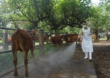 Cegah Penyakit Mulut Kuku, Mas Dhito Sebar Petugas Pantau Lalu Lintas Ternak