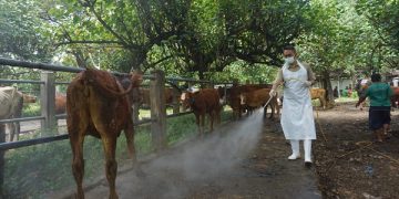 Petugas menyemprotkan desinfektan di pasar hewan Grogol, Kabupaten Kediri. Foto: Ist