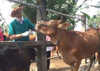 Mulut Kuku Mewabah, Pemkot Kediri Buat Aturan Baru