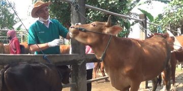 Petugas dari Dinas Peternakan Kota Kediri lakukan pemeriksaan kesehatan sapi. Foto: Bacaini/AK.Jatmiko