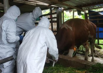 Pencegahan Penyakit Mulut Kuku Jadi Perhatian Khusus