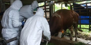 Petugas DPKP Kota Batu mengambil sampel air liur sapi bergejala PMK menggunakan APD. Foto: DPKP Kota Batu