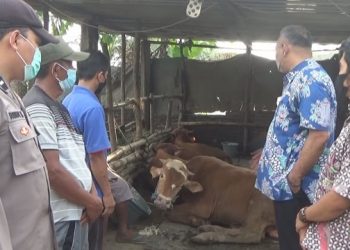 Puluhan Sapi di Jombang Terinfeksi Mulut Kuku, 5 Sapi Mati