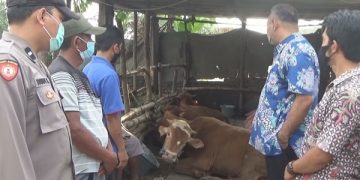 Tim penangan PMK memantau kondisi sapi milik warga. Foto: Bacaini/Syailendra