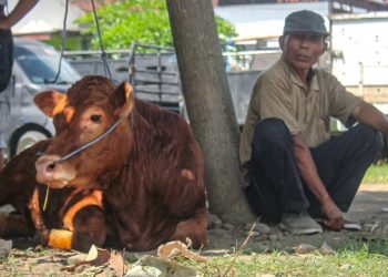 Pedagang Keluhkan Penutupan Pasar Hewan di Tulungagung