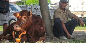 Pedagang sapi di Pasar Hewan Desa Kaliwungu, Tulungagung. Foto: Bacaini/Setiawan