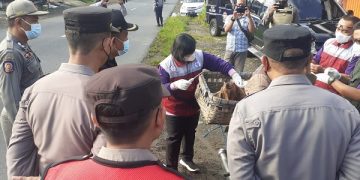 Petugas memeriksa kesehatan hewan ternak yang melintasi lokasi check point. Foto: Bacaini/AK.Jatmiko