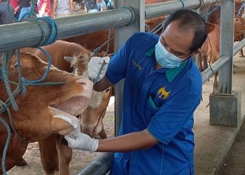 Pasar Hewan Tutup, Kebutuhan Daging di Tulungagung Aman
