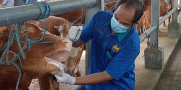 Hari terakhir Pasar Hewan Terpadu (PHT) Tulungagung sebelum diberlakukan penutupan sementara. Foto: Bacaini/Setiawan