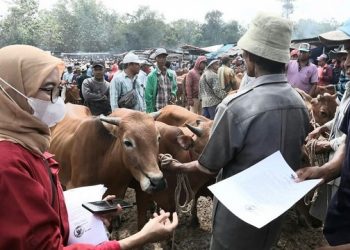 Terbaru, 5 Ekor Sapi di Bangkalan Terjangkit Mulut Kuku