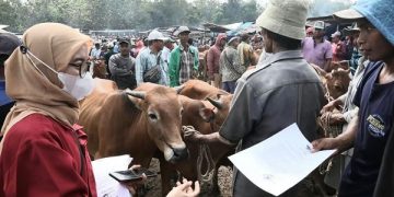 Petugas melakukan pemeriksaan di Pasar Hewan Tanah Merah Bangkalan. Foto: Bacaini/A.Ulul