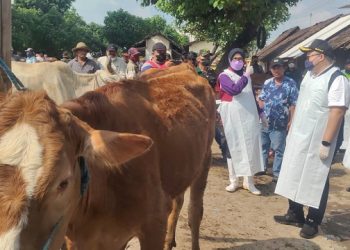 76 Sapi Suspek PMK, Pemkab Kediri Akan Tutup Pasar Hewan