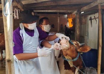 10 Ekor Sapi di Kota Kediri Suspek PMK
