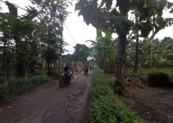 Legenda Macan Jadi-jadian di Pesisir Jember