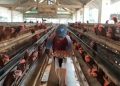 Aktivitas di peternakan ayam di Kediri Foto: Bacaini/Novira