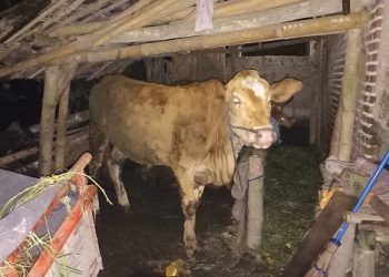 Maling Apes, Dilacak dan Ditangkap Korbannya Sendiri