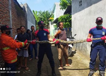 Ibu di Bandar Kidul Histeris Lihat Ular Pyton Dalam Mesin Cuci