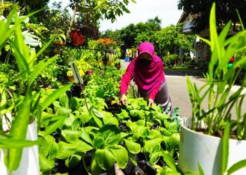 Kreatif dan Menghasilkan, Kaum Emak di Kediri Dirikan Kampung Sayur Organik