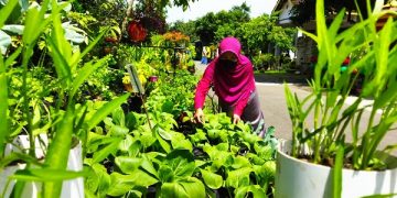 Salah satu emak-emak yang membudidayakan sayuran organik di depan rumahnya. Foto: Bacaini/Novira