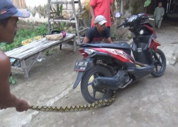 Ular Sanca Melilit Sepeda Motor di Jombang, Warga Panik