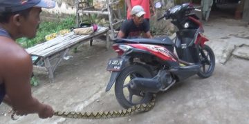 Warga berusaha melepas ular yang melilit sepeda motor warga. Foto: Bacaini/Syailendra