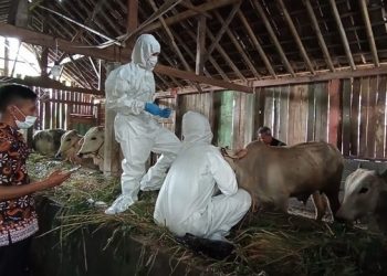 48 Sapi Positif PMK, Pasar Hewan di Trenggalek Tetap Buka