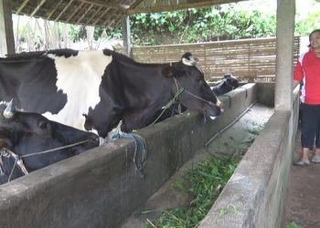 PMK Meluas, Produksi Susu Sapi di Jombang Turun Drastis