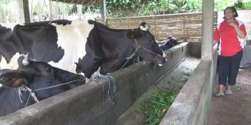 Peternak sapi perah di Jombang terdampak wabah PMK. Foto: Bacaini/ Syailendra