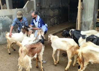 Jual Hewan Kurban, Peternak di Kediri Harus Lapor Dulu