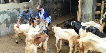 Petugas DKPP Kabupaten Kediri periksa kesehatan kambing untuk kurban. Foto: Bacaini/AK.Jatmiko