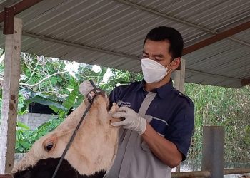 Kecolongan, 48 Sapi di Tulungagung Suspek PMK