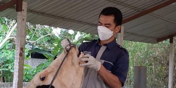 Petugas Disnakeswan Tulungagung memeriksa kesehatan sapi. Foto: Bacaini/Setiawan