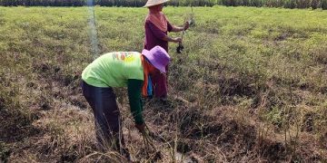 Petani mencabuti tanaman cabai yang mati di lahan miliknya. Foto: Bacaini/Darman