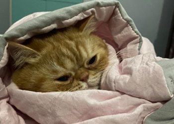 Nabrak Kucing Kena Sial, Begini Hukumnya Dalam Islam