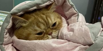 Gambar kucing. Foto: Bacaini/Novira