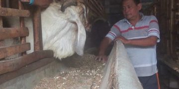Agus Mujiono saat sedang memberikan pakan hewan ternaknya. Foto: Bacaini/Darman