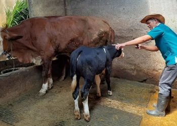 Jelang Idul Adha, DKPP Kota Kediri Rutin Pantau Kandang Ternak