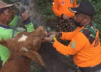 Mengatasi Wabah PMK Dengan Jamu Herbal