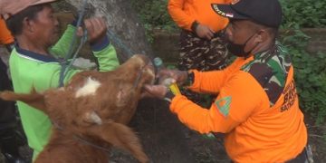 Relawan Banser Tanggap Bencana meminumkan jamu herbal untuk sapi yang terjangkit PMK. Foto: Bacaini/Syailendra